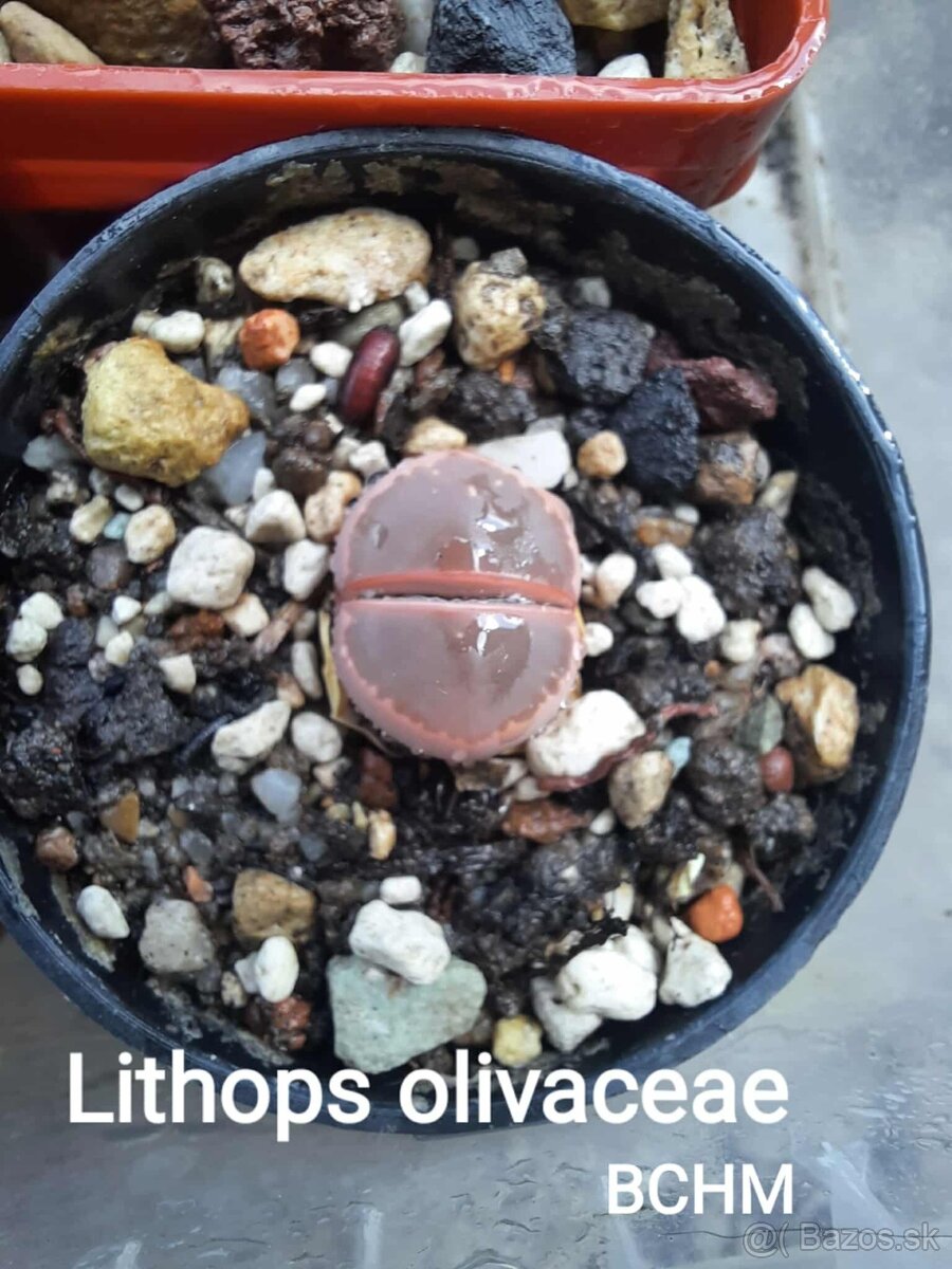 Akvatera, rastliny, krevetky , šváby a iné - 5