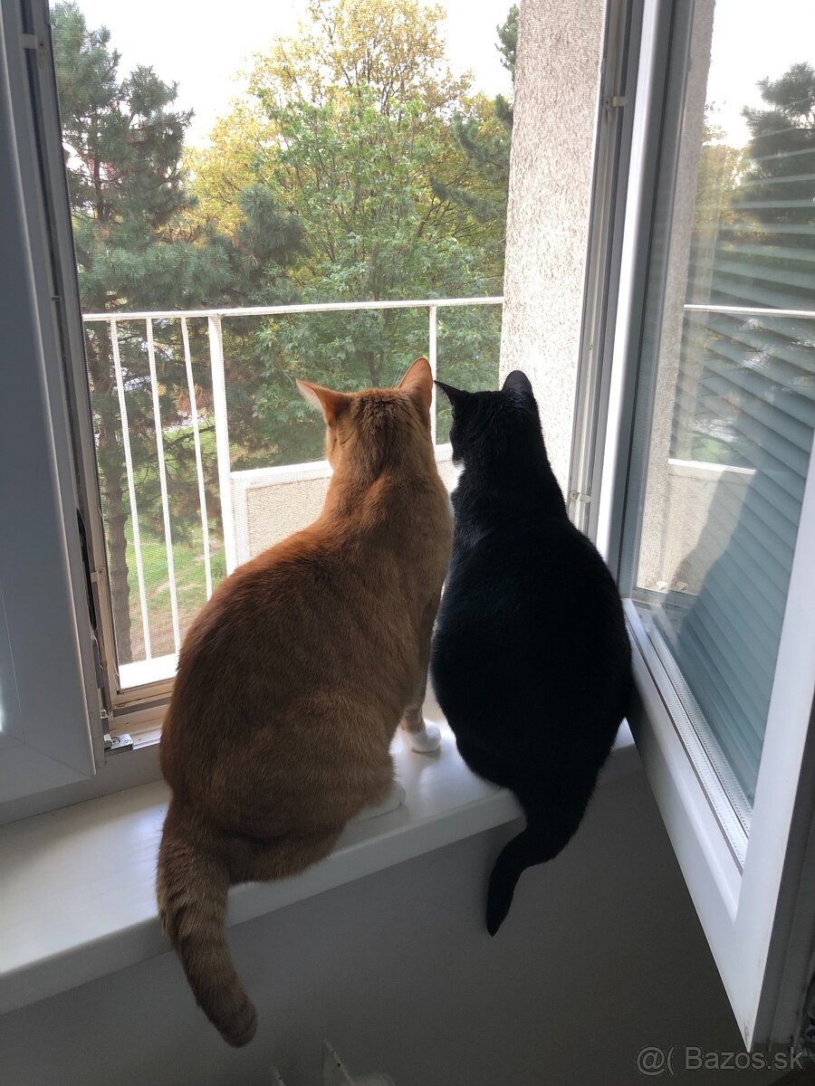 Hľadáme nový domov - 5