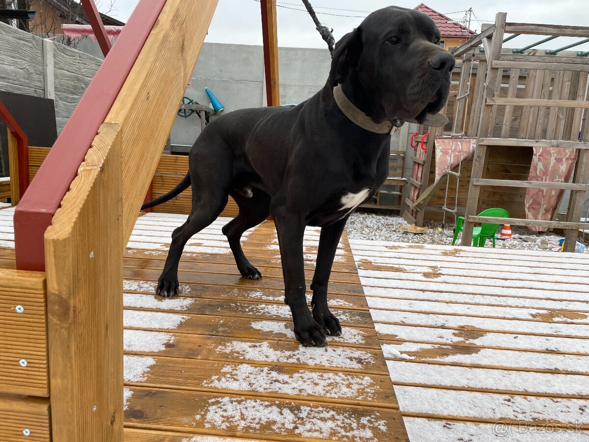 Nemecká doga čierna - KRYTIE - 5