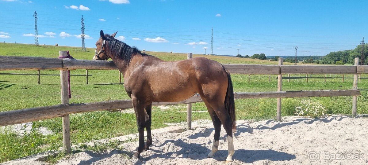 SLEVA, All around klisna APH (VS CodeRed) - 5