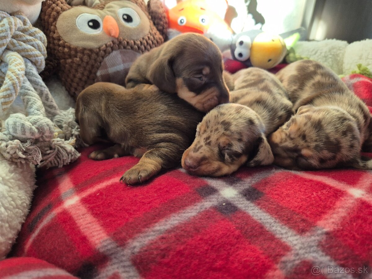 Jazvečik trpasliči - 5