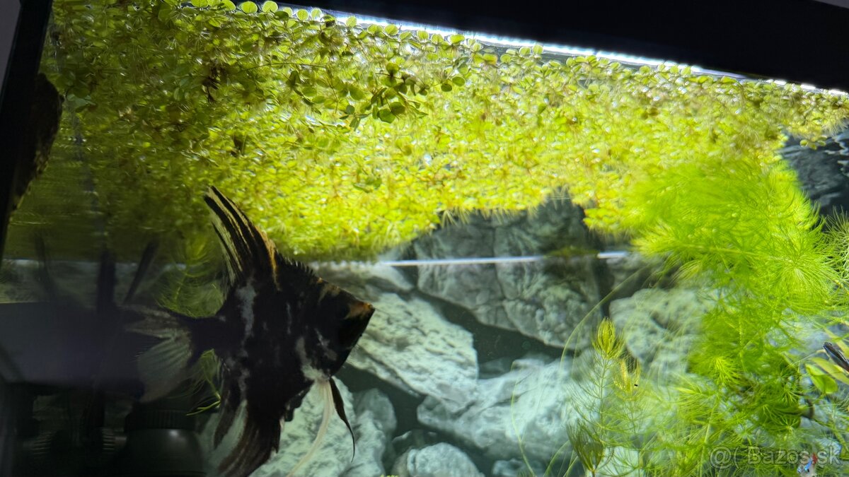 Akvárium Juwel Rio 125l - 5