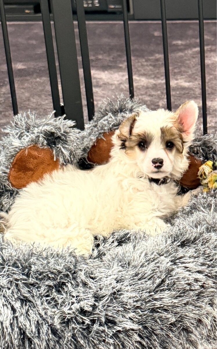 ÚŽASNÉ šteniatka - Čínsky chocholatý pes - labutienky - 5