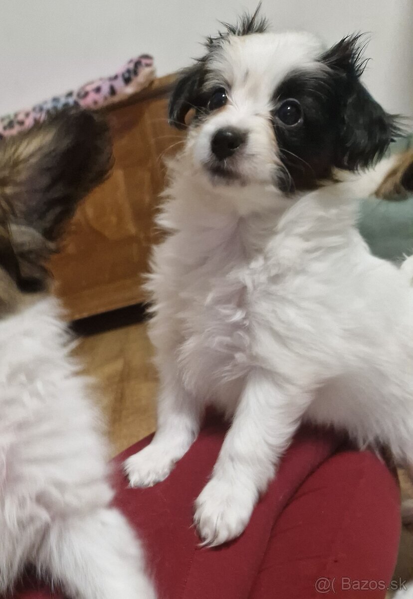 Papillon, phalene - šteniatka - 5