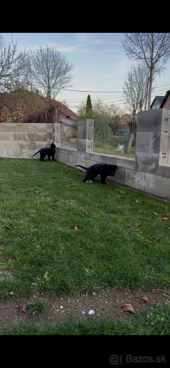 Nemecký ovčiak - 5