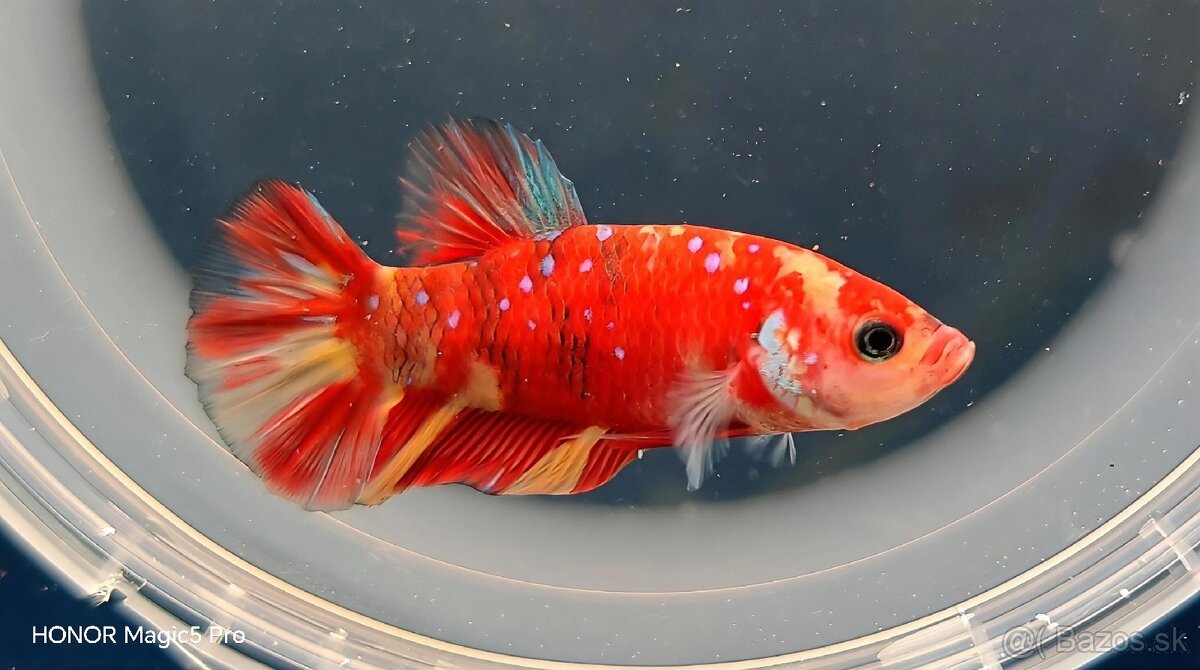 Betty - Bojovnice - 5