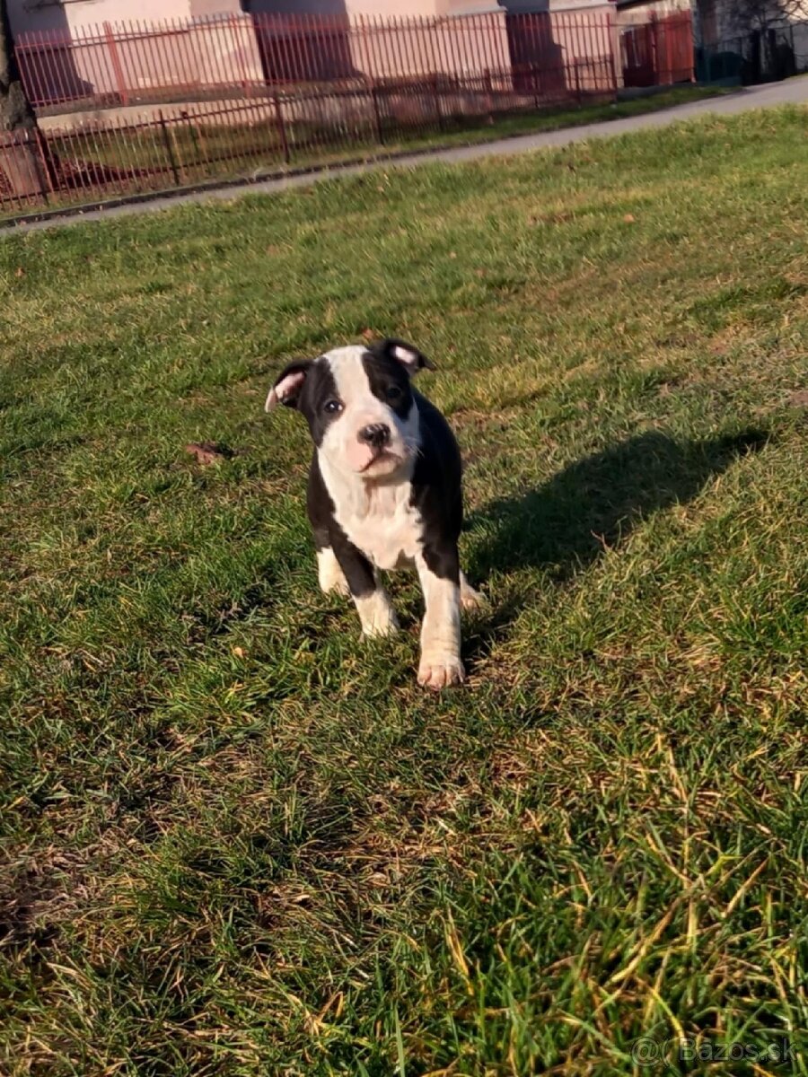 Staford šteniatka. - 5