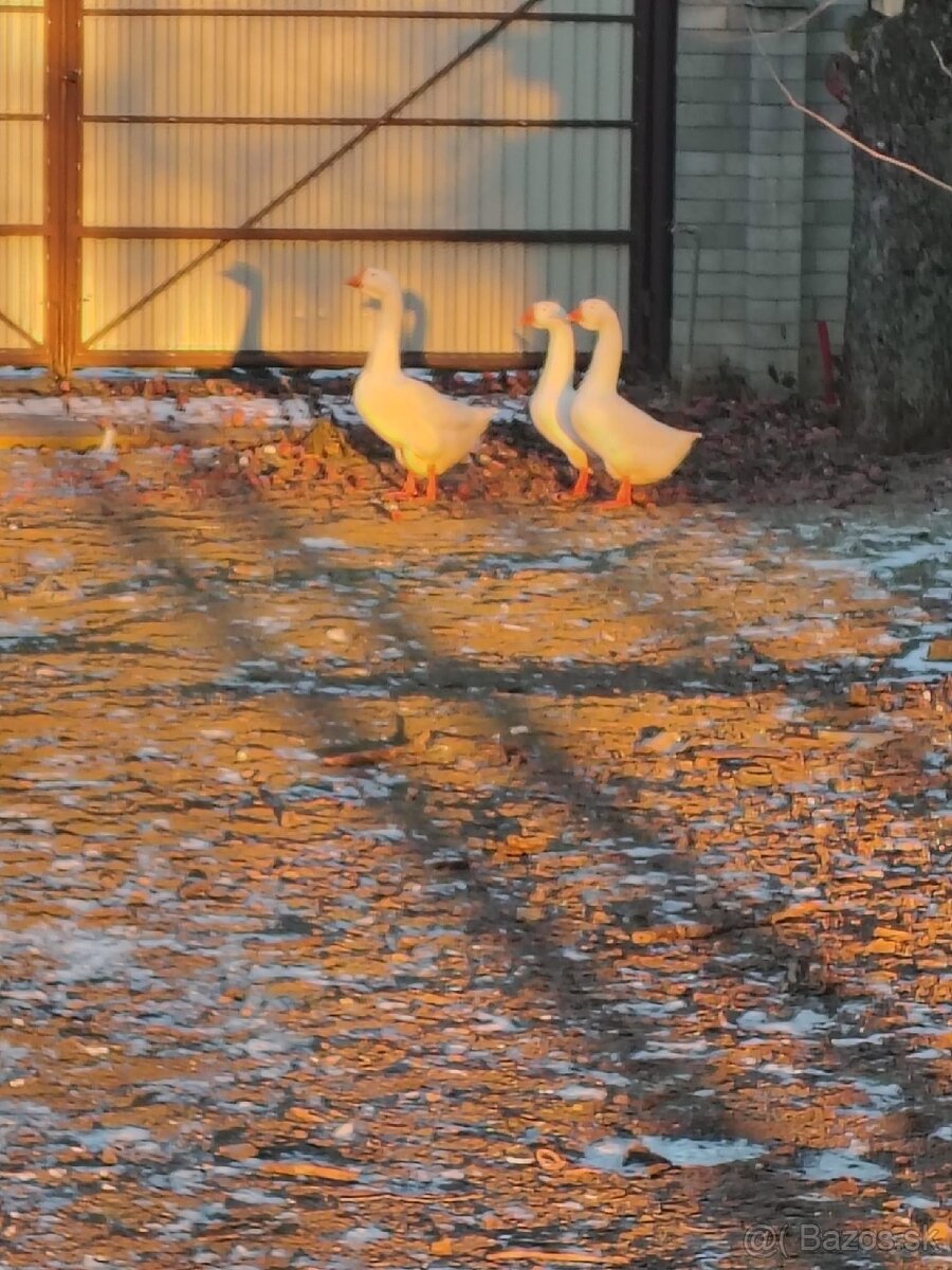 Predám Lindovské husi - 5