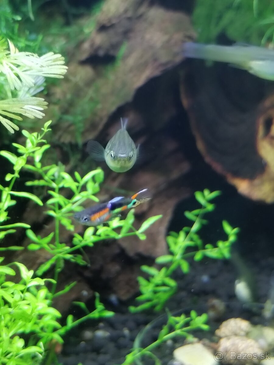 Endlerky Poecilia wingei - 5
