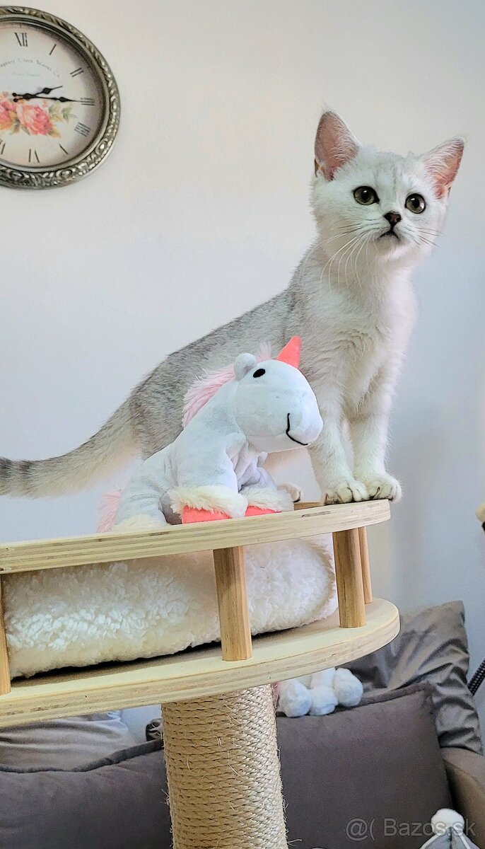 Škótske mačiatka s PP/F.TICA 1 - 5