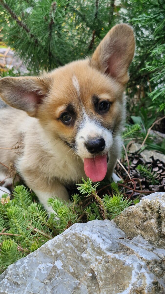 Welsh Corgi Pembroke - 5
