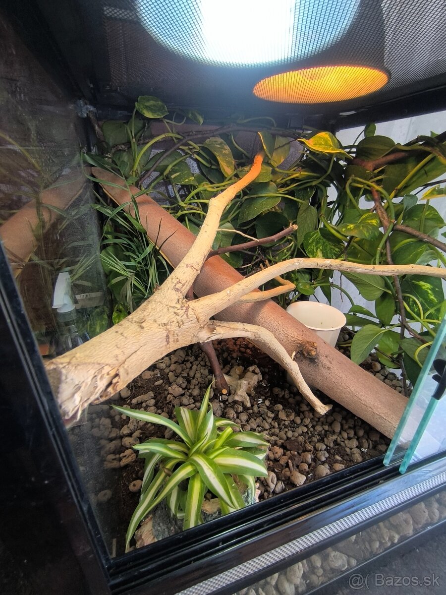 Terarium 46x46x46 - 5