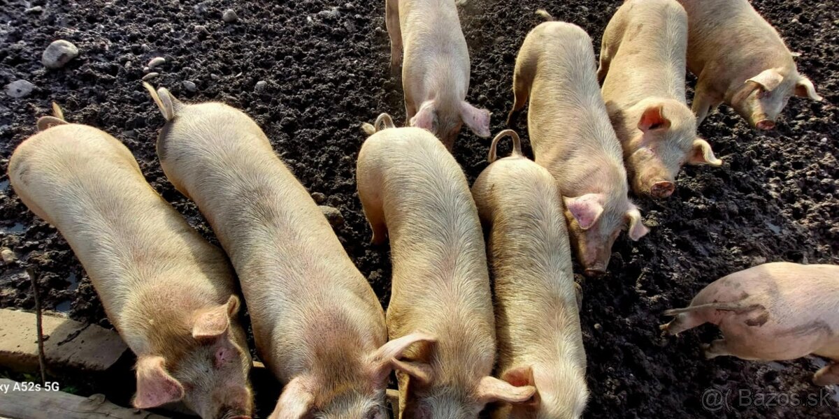 tohtoročné prasce - 5