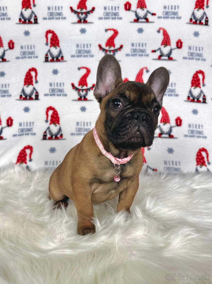 Francúzsky buldoček s PP - sučka BAMBI 🌸 - 5