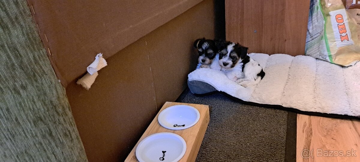 Yorkshire terier biewer mini - 5