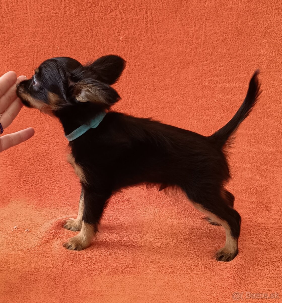 Ruský toy s PP - dlouhosrstý - 5