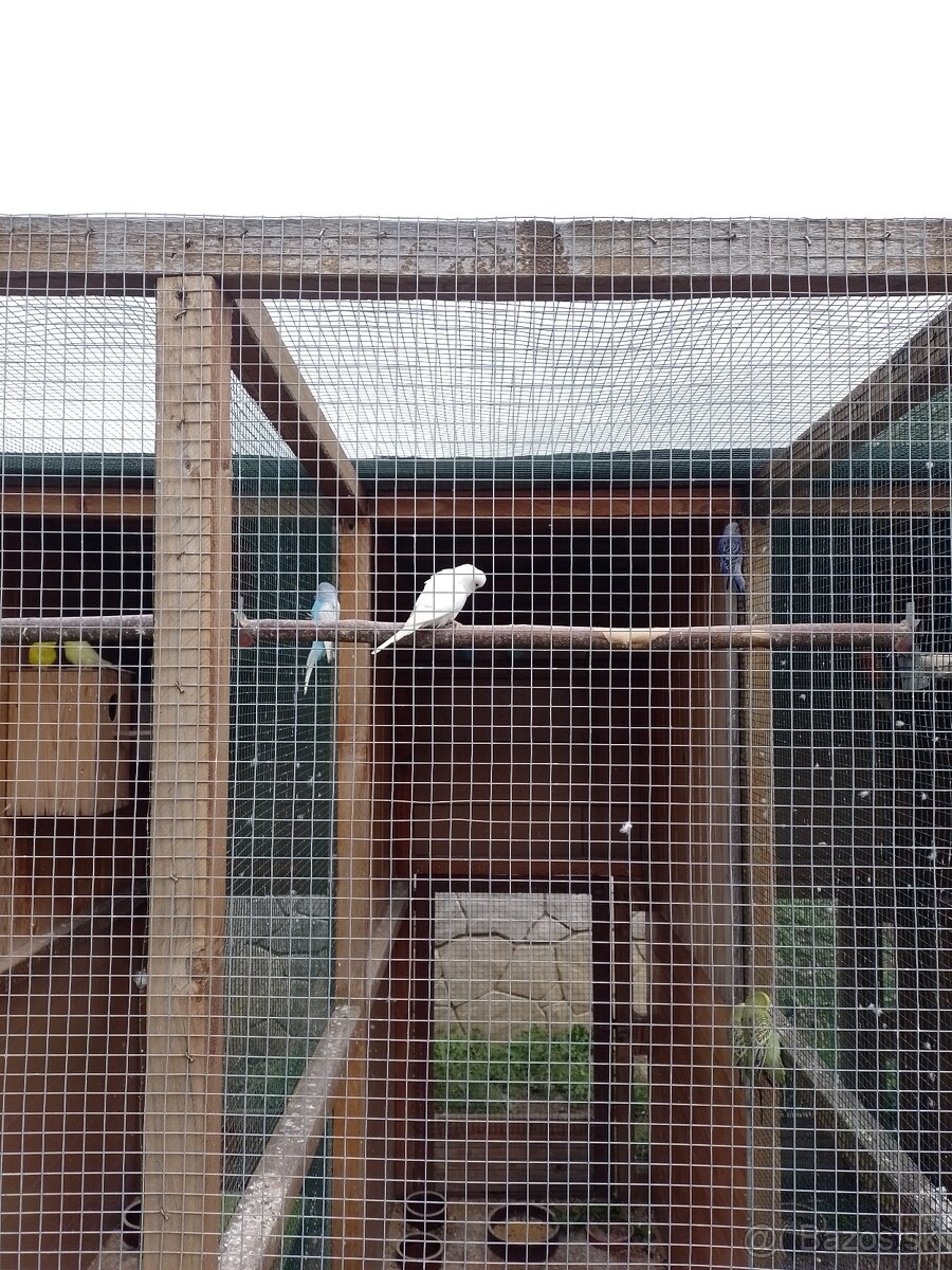 Papagáj spevavy - 5