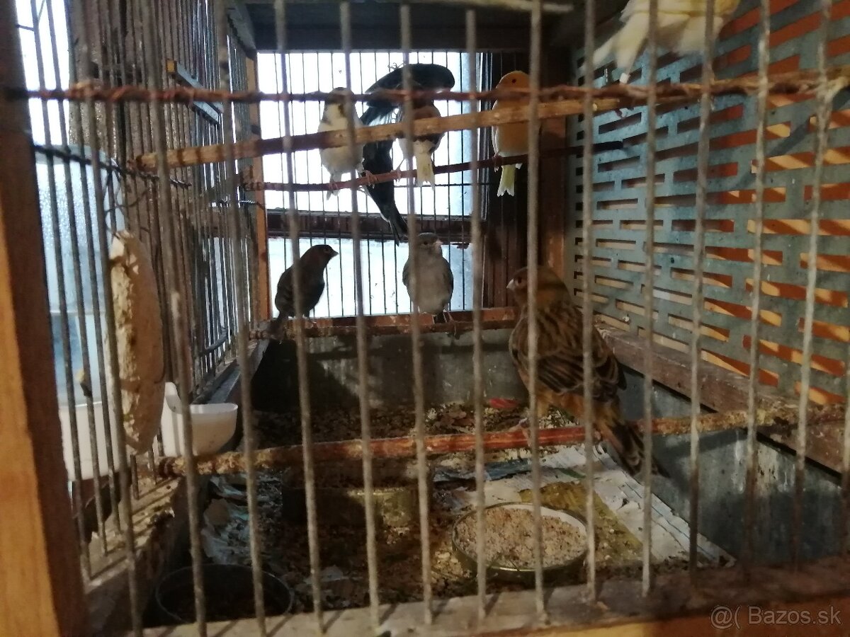 Predám kanárikov - 5