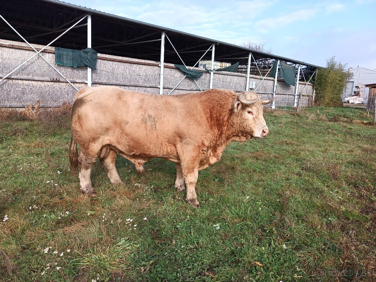 Predám býka - 5