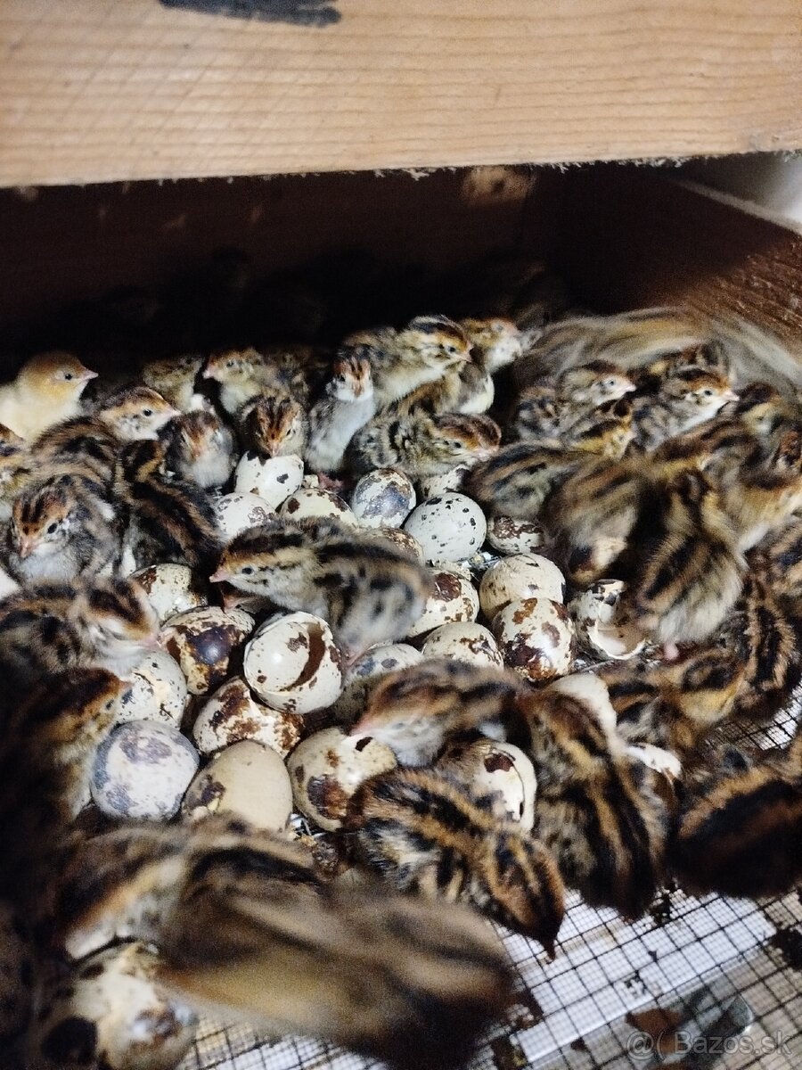 Japonské prepelice - 5