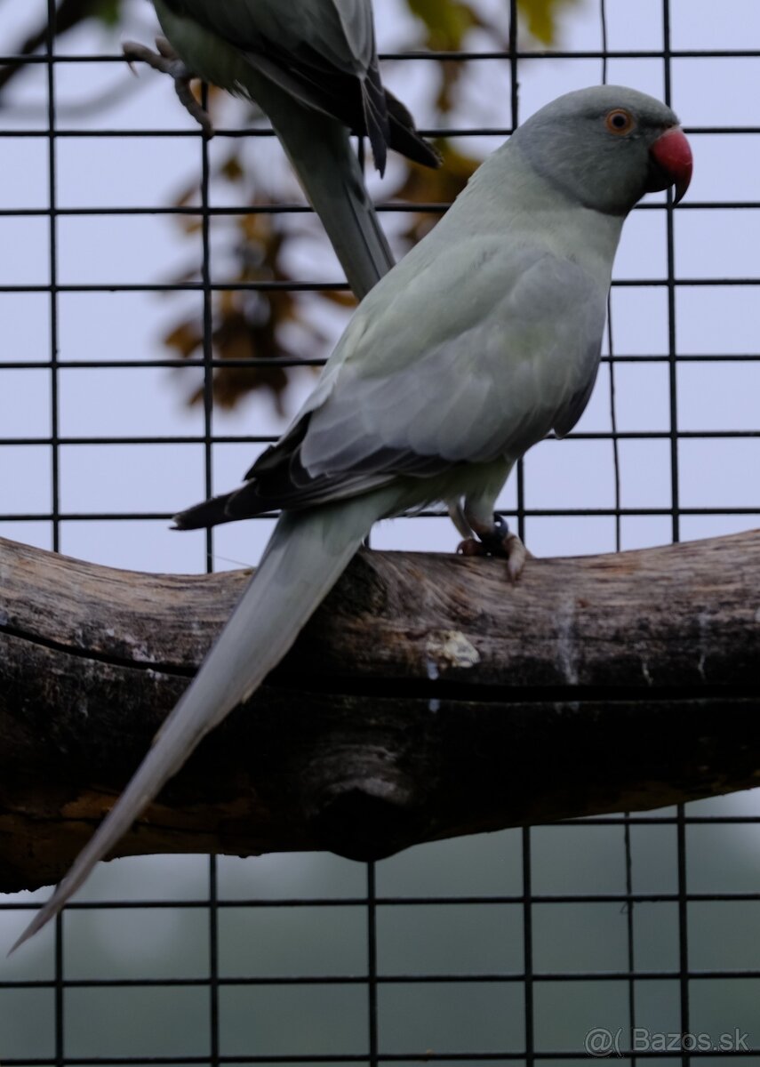 Alexander malý aqua - 5