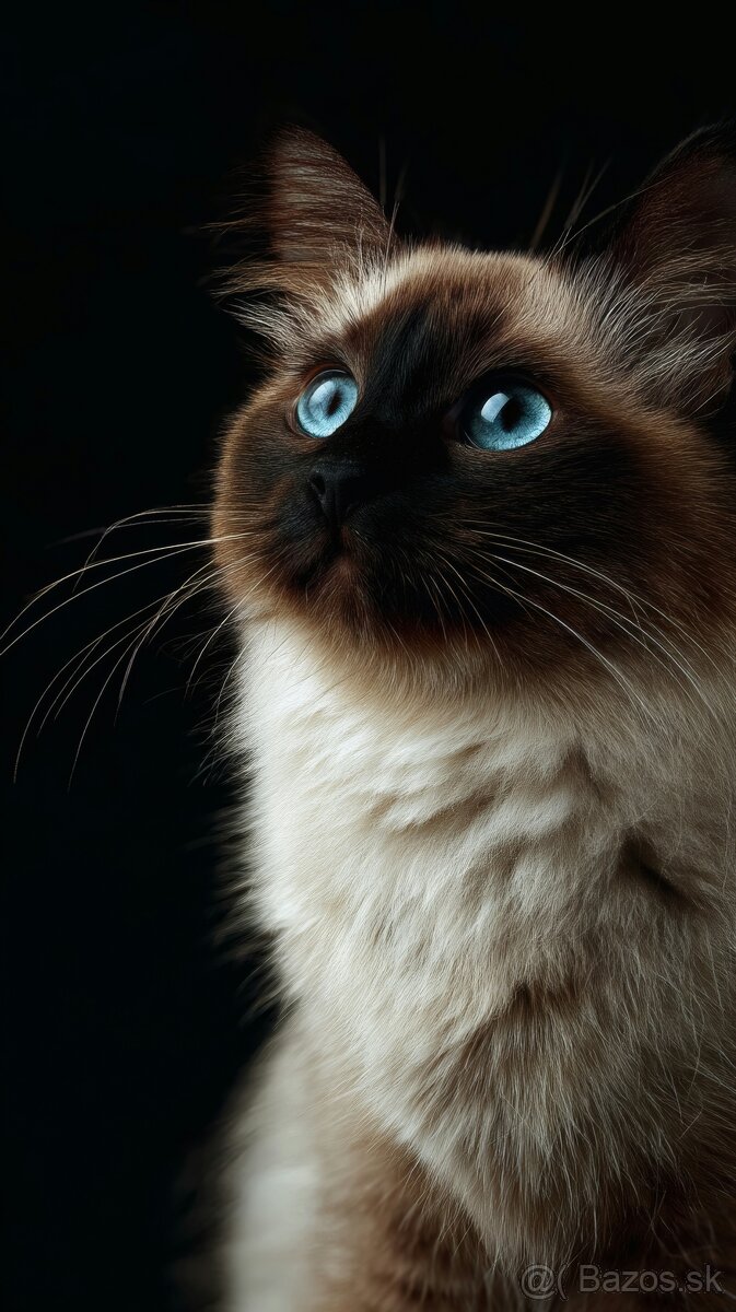 Ragdoll Seal Colorpoint kocúrik - 5