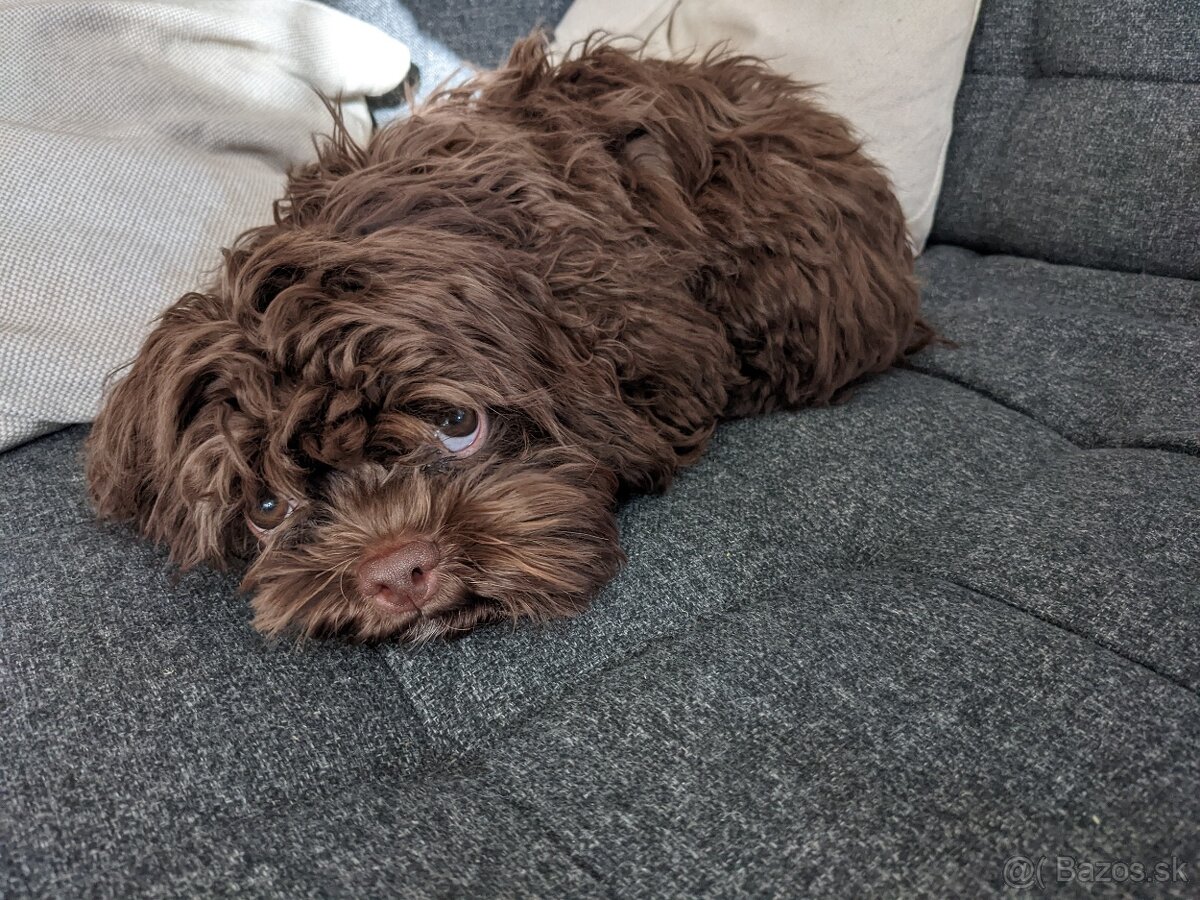 Ruská farebná bolonka s PP – šteniatka z CHS Tlapky radosti - 5