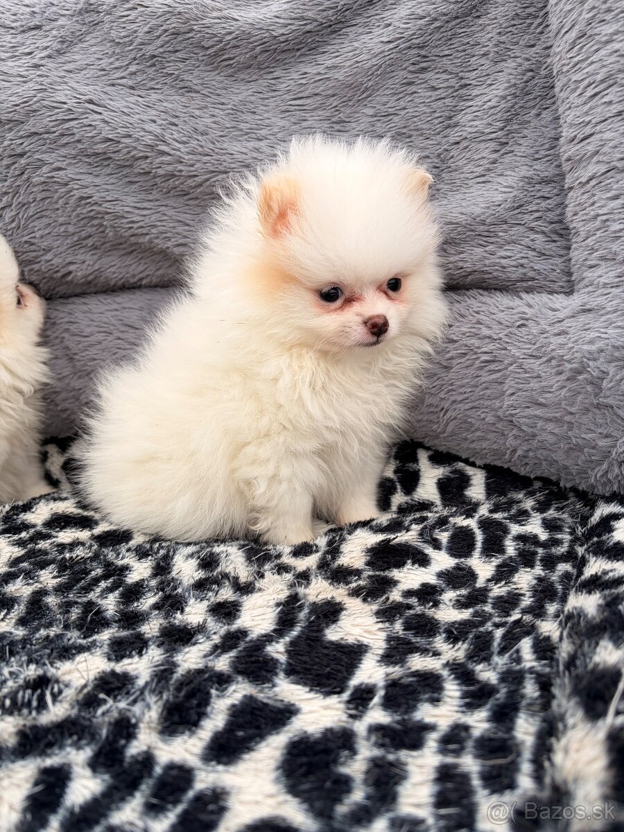 Špic, nemecký špic, pomeranian, oranžový špic - 5