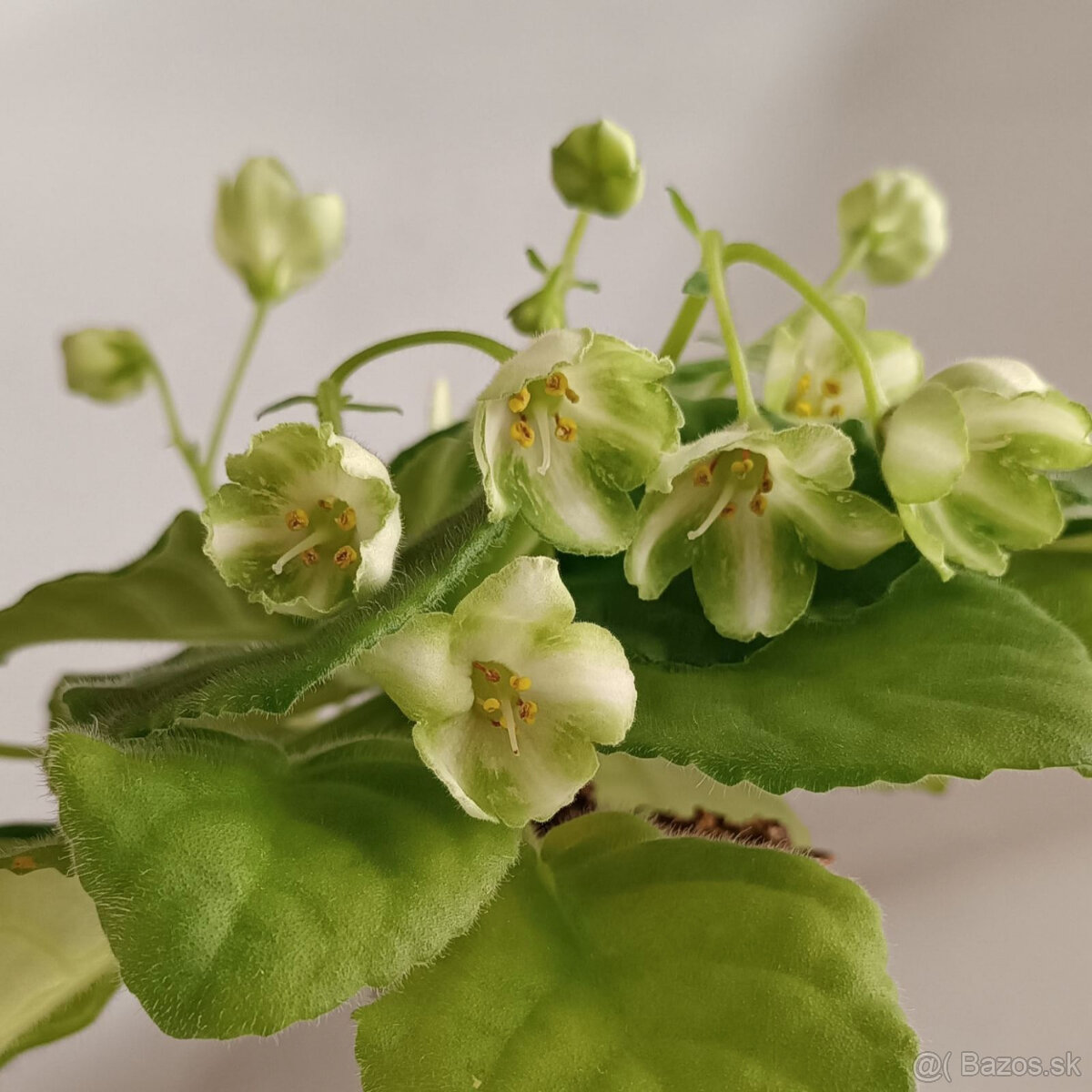 Sadenice rastlín - šľachtené africké fialky - 5