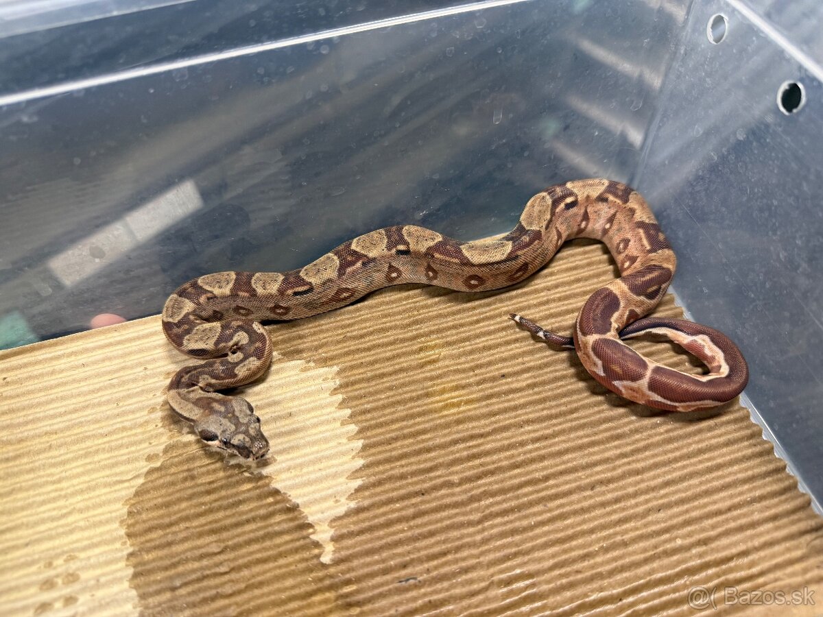 Boa Constrictor - Velhad kralovsky - 5