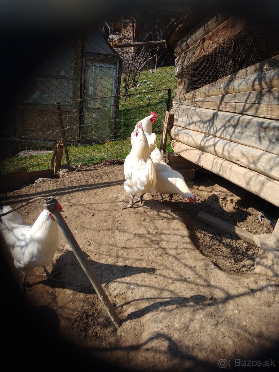 Biela australorpka - 5