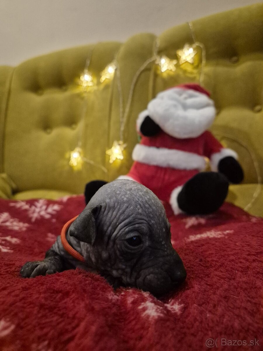 Americký bezsrstý teriér - 5