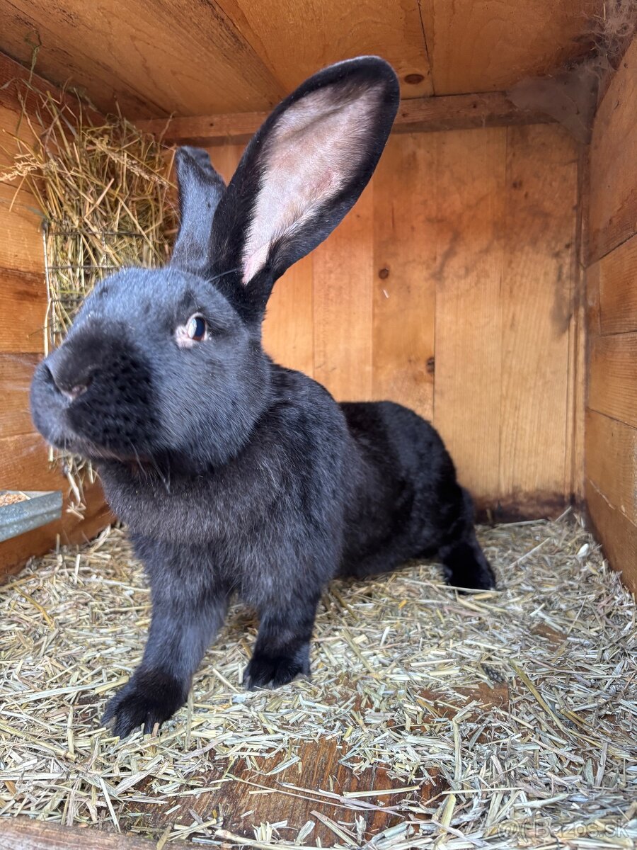 Predám samicu BO - 5