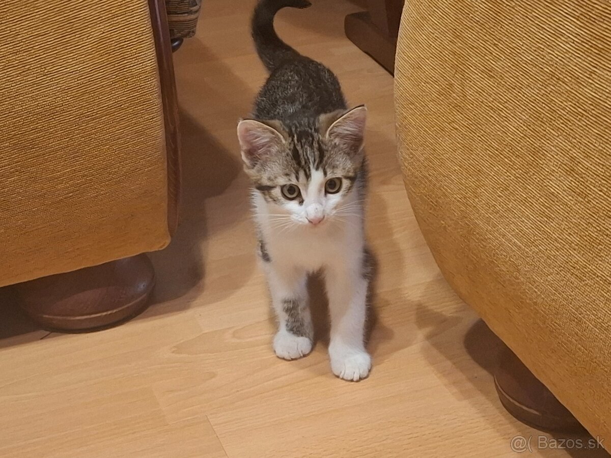 Darujeme maciatka - 5