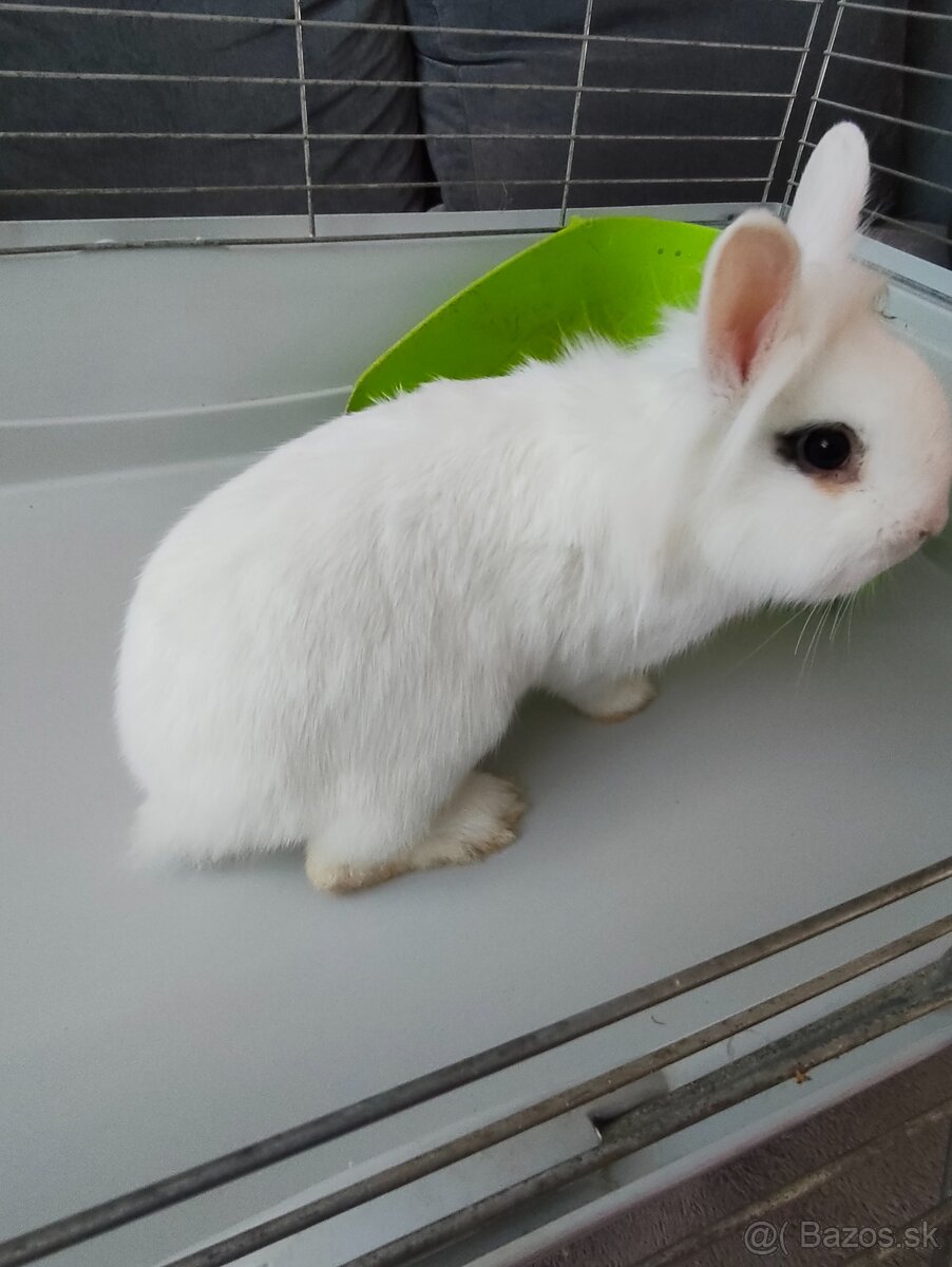 Zakrsly králik - 5