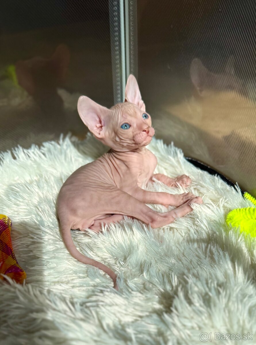 Don sphynx - 5