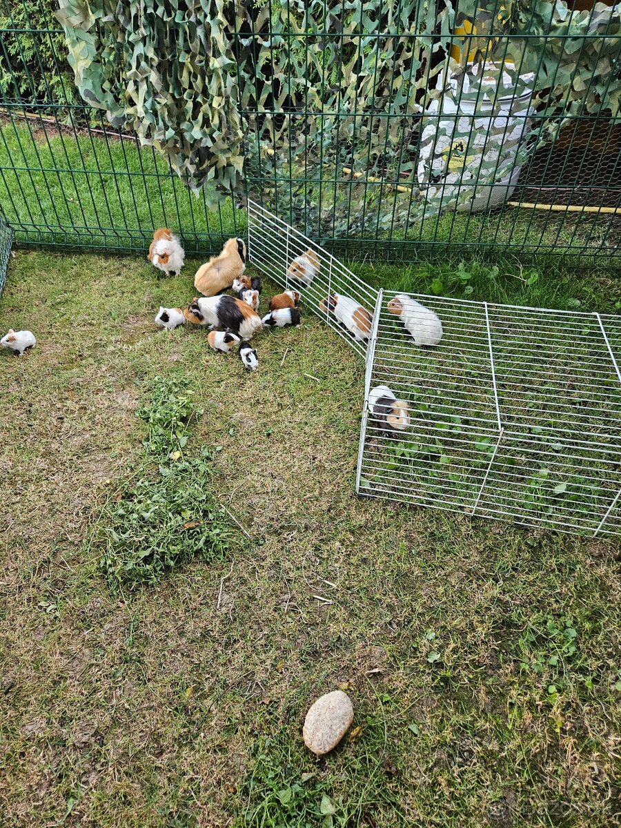 Morské prasiatko - 5