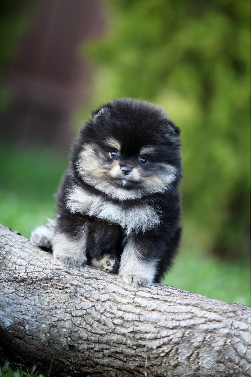 Male pomeranian Alex - 5