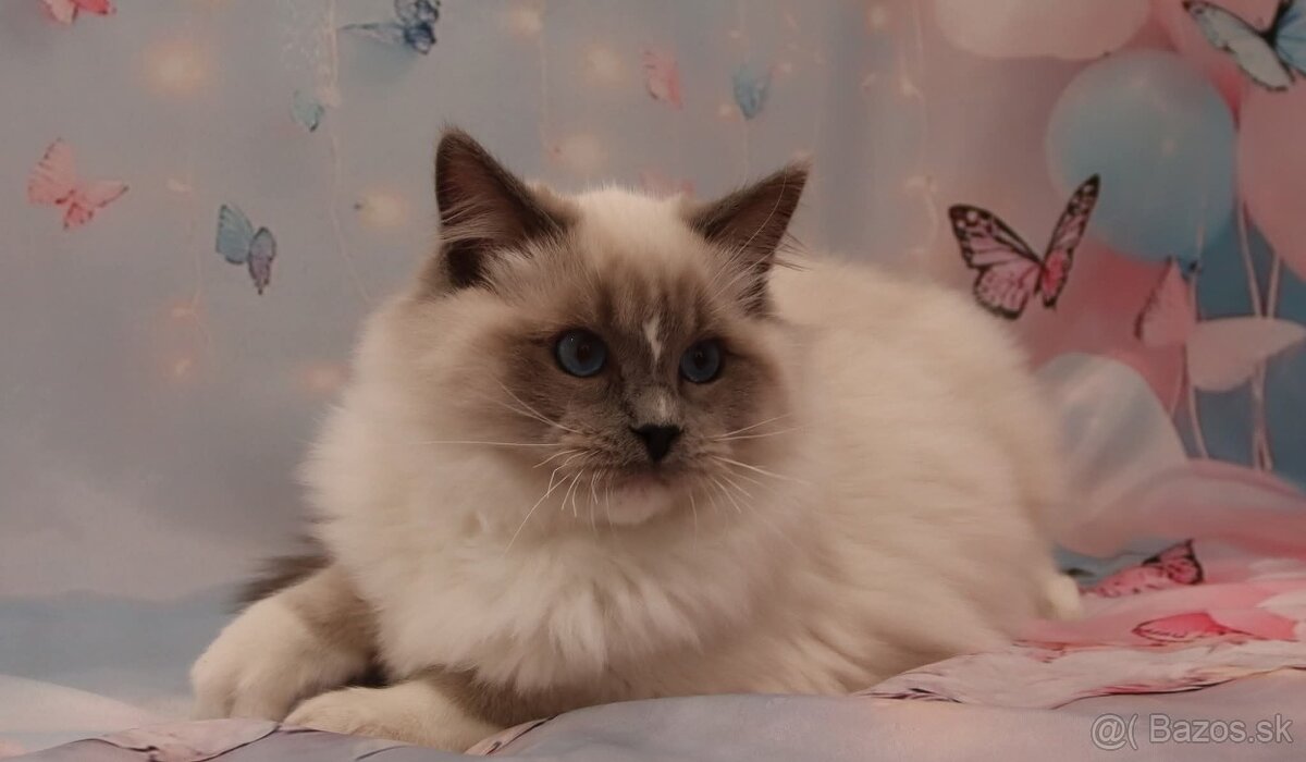 Ragdoll s PP kocúrik - 5