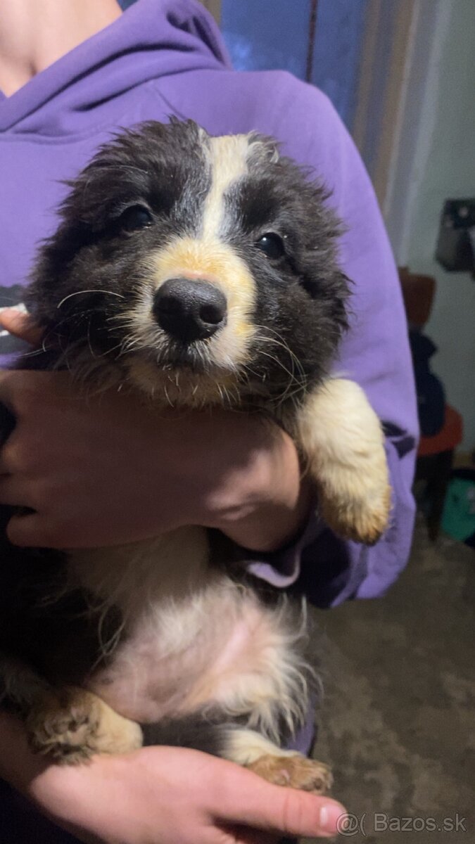 Trojmesačné šteniatka Border kólie - 5