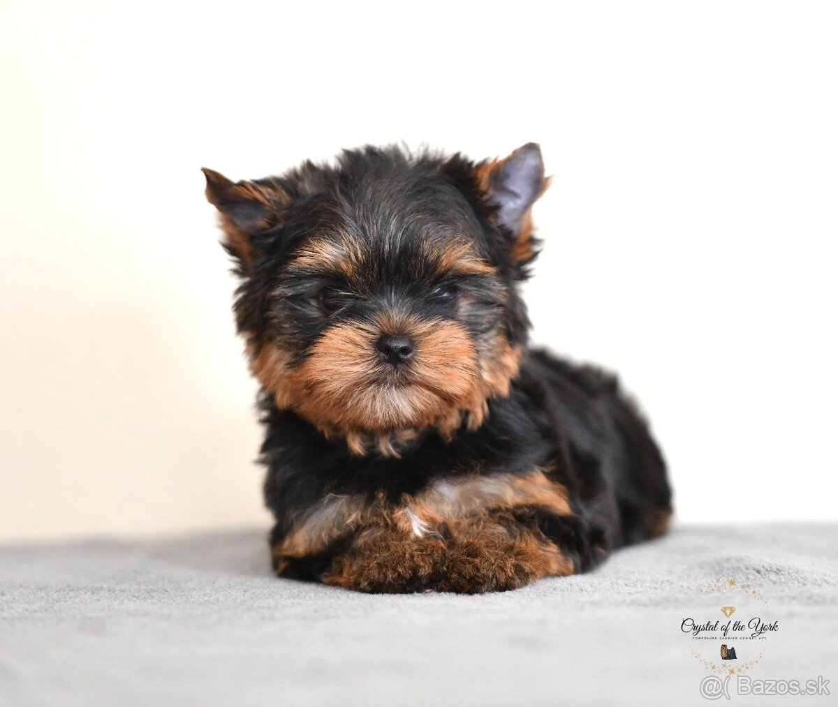 YORKSHIRE TERRIER s PP rodokmenom - yorkshirsky terier - 5