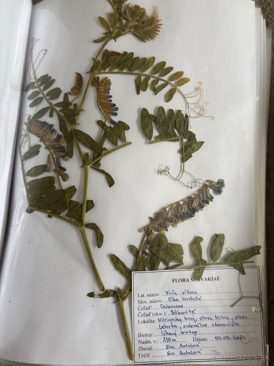 Herbár rastlín - 5