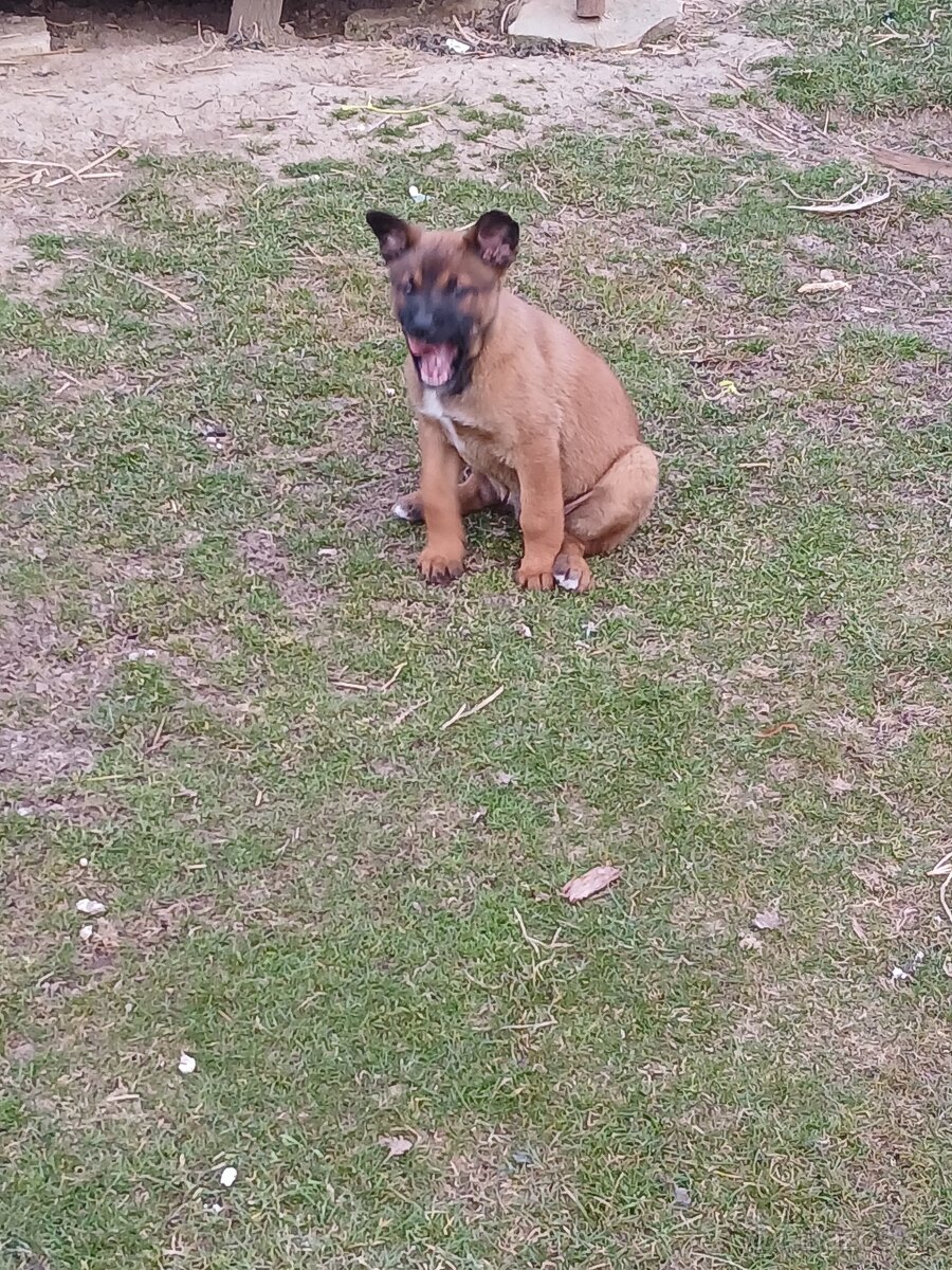 Predám Belgický ovčiak sučku - 5