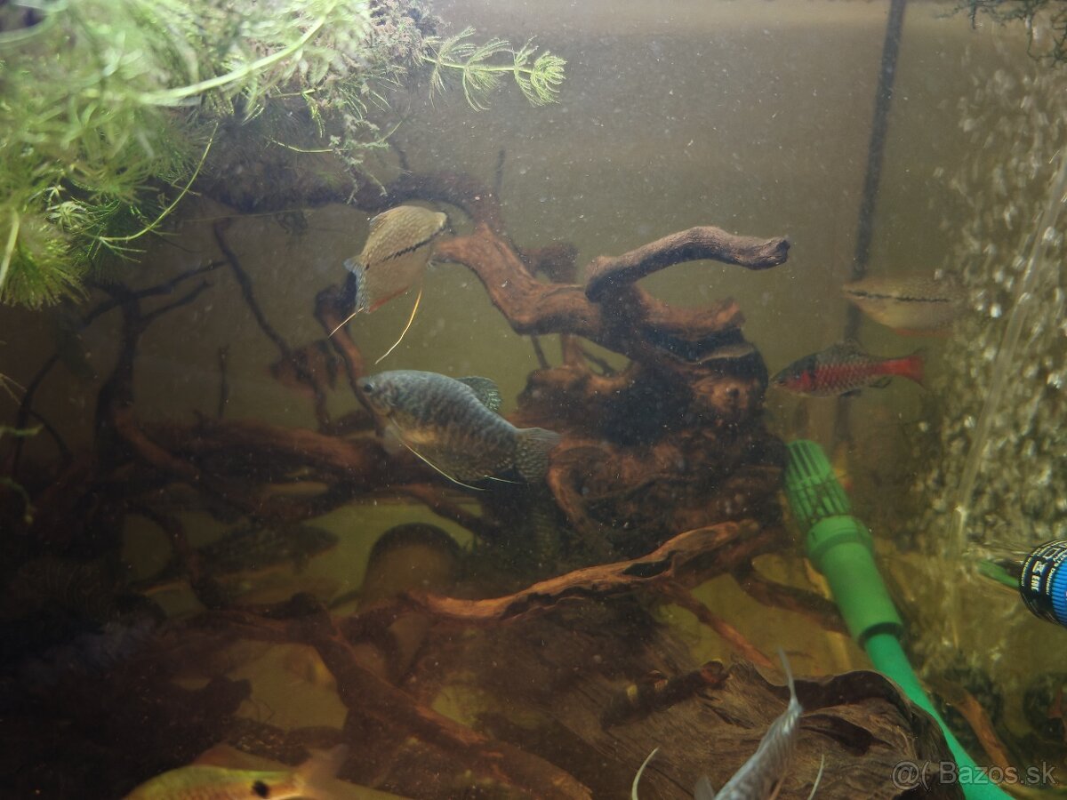 Predám akvarijné rybičky - 5