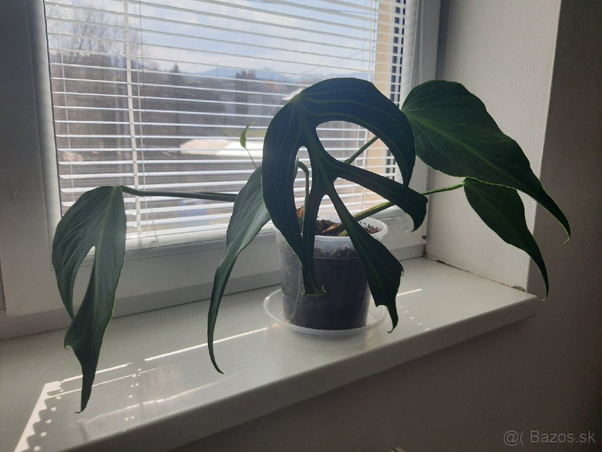 Monstera Burle Marx Flame - 5