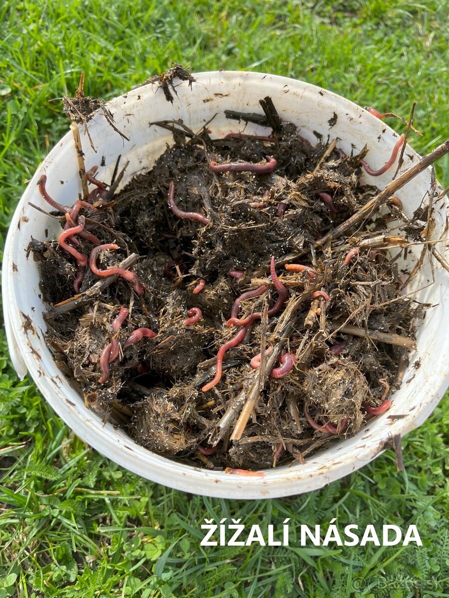 Kalifornské a Hnojné Dážďovky - 5