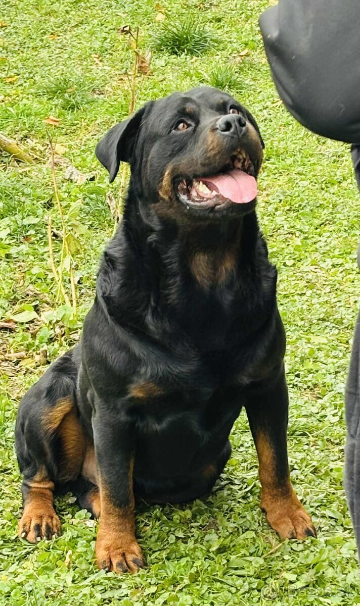 Na predaj šteniatka Rottweilera 🐶Eladó rottweiler kiskutyá - 5
