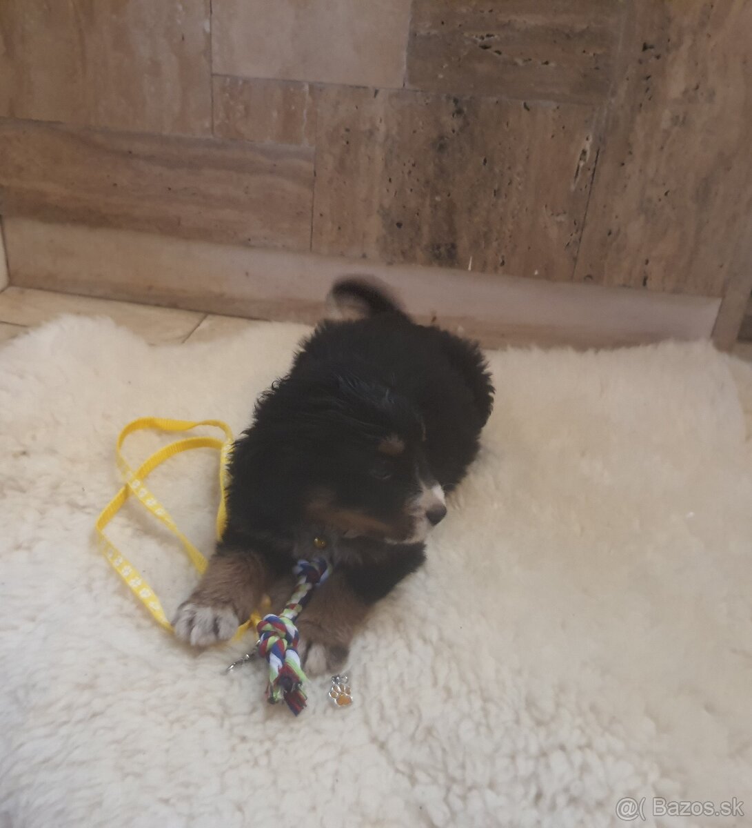 Bernský salašnický pes - 5