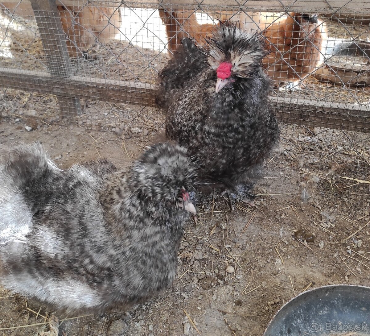 Nasadové vajcia - Hodvábnicky - 5