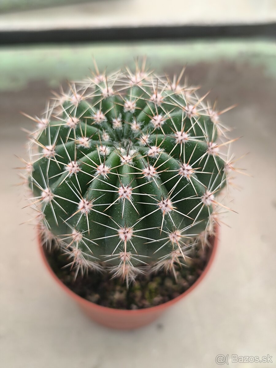 Kaktusy a sukulenty - 5